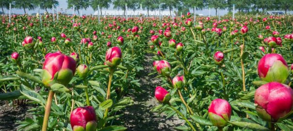 wanneer pioenrozen planten