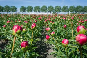 when to plant a peony