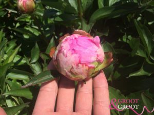 cut back peonies