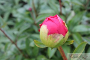 peony growth stage