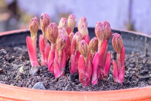 peonies in pots