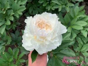 peonies in pots growing