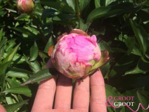 peony season
