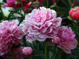 when is peony in season