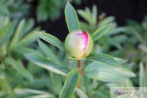 transplant peony in pot