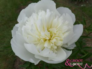 duchesse de nemours fragrant varieties