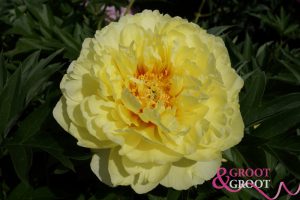 fragrant peony varieties bartzella