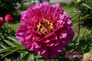 history of peony