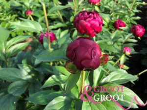 peony spacing