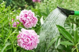 best plants to grow next to peonies