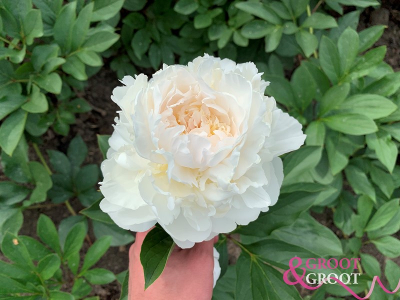 what is the peony color meaning of white