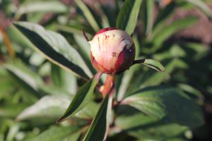 Bright_White_peony_roots