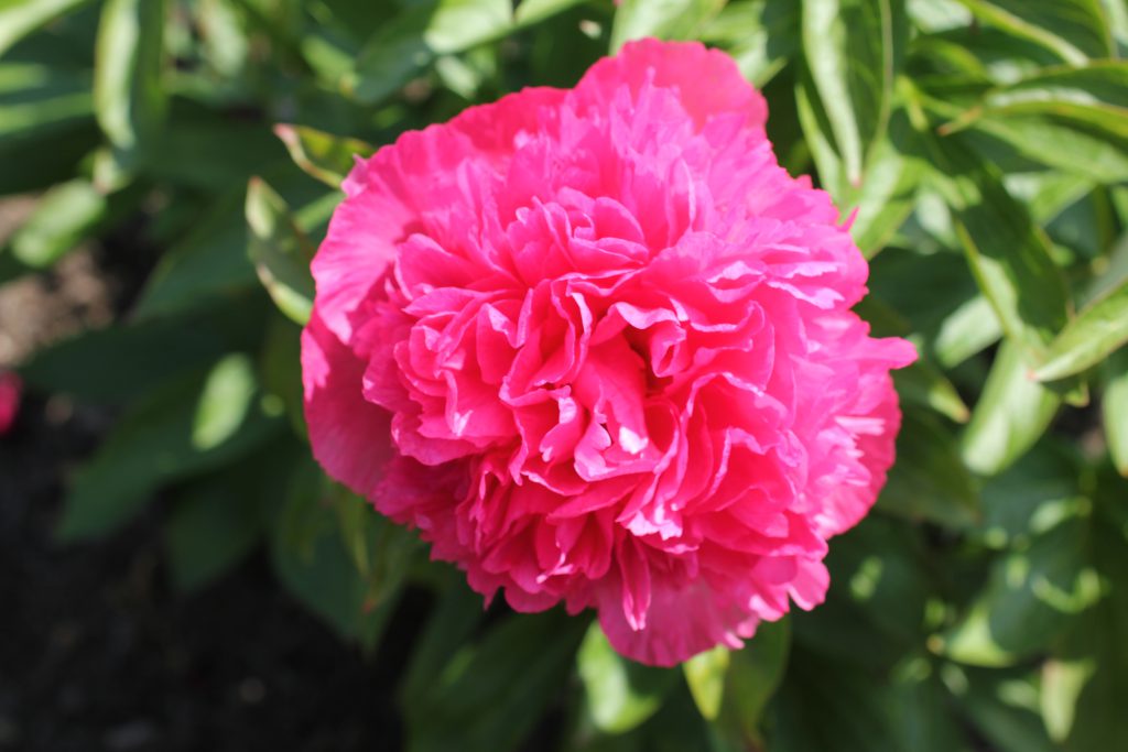 Coral Pom Pom_peony_roots