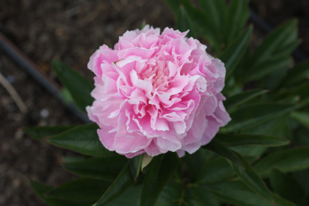Dresden Pink_peony