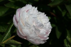 Albert Crousse peony roots
