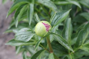 America-peony-roots