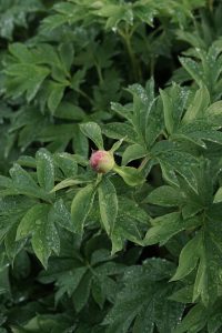 Bad hair Day_peony_roots