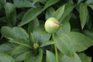 Blonde_Vison_Peony_roots