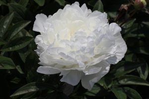 Bright White