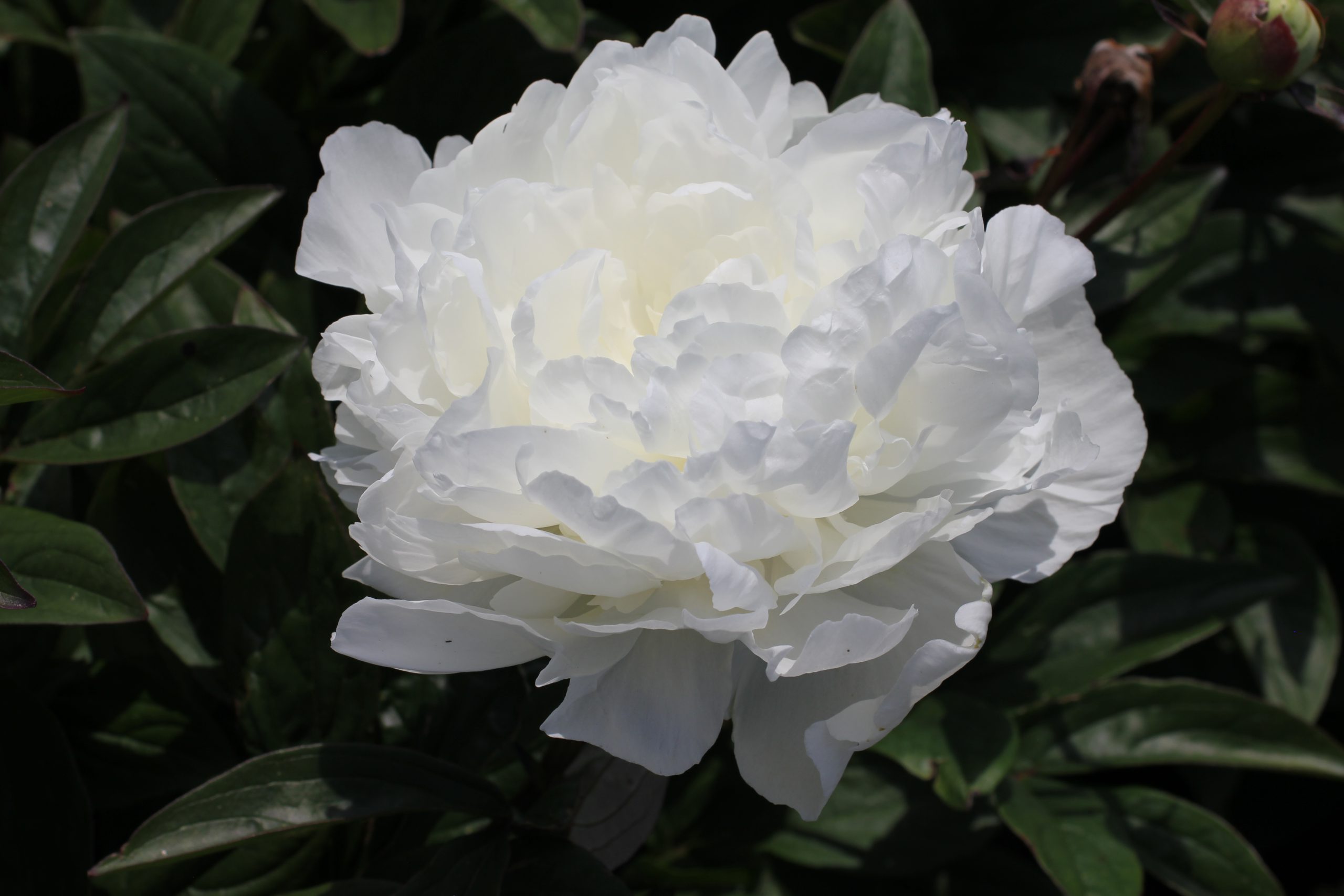Bright White