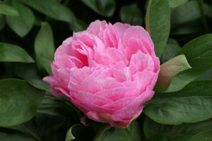 Cheryl Ann_peony