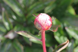 Chestine Gowdy_peony_roots