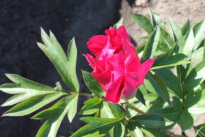 Chief_Black_Hawk_peony_roots