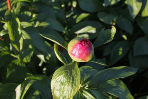 Coral Pom Pom_peony