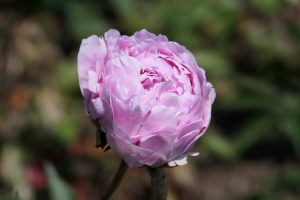 Dianne_peony