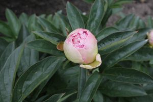 Dresden Pink