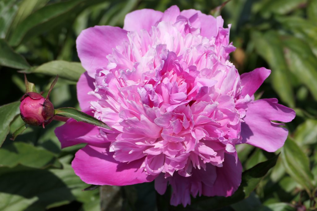 EDULIS SUPERBA