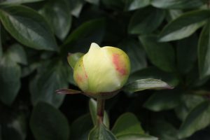 Early Sensation_peony