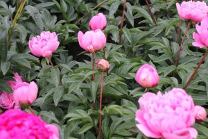 Emma Klehm_peony