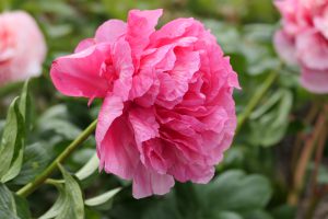 Glowing Raspberry Rose