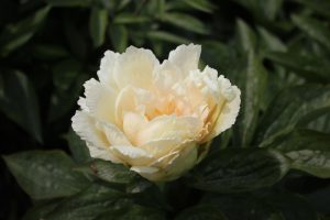 Heavenly Hint_peony