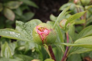 Heavenly Masterpiece_peony