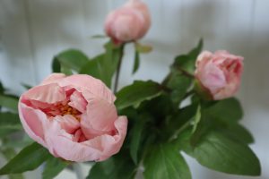 Heavenly Masterpiece_peony_roots