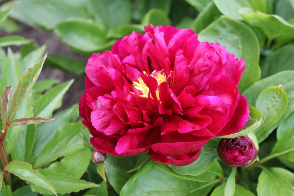 Heavenly Red