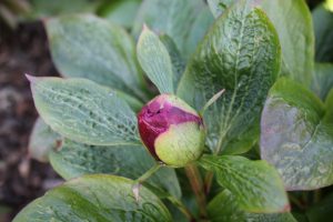 Heavenly Red_peony