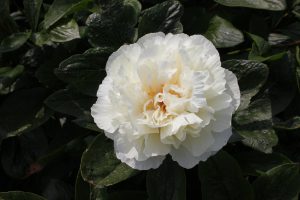 Heavenly White