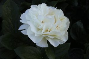 Heavenly White_peony