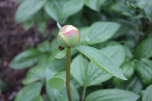 Heavenly white_peony_roots