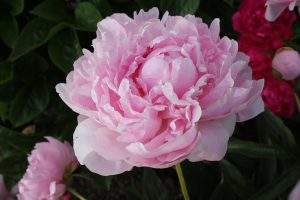Hermione_peony