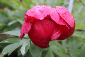 Chief_Black_Hawk_peony