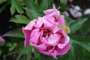 Cat_Whiskers_peony