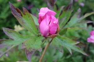 Cat Whikers_peony_roots