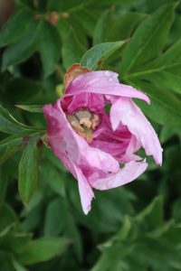 out of control_peony