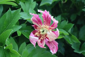 Bad_Hair_Day_Peony