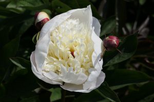IMMACULEE_peony