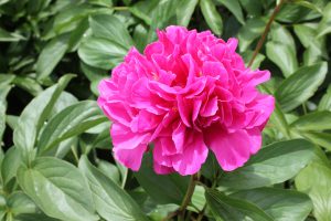 Joyful Adornment